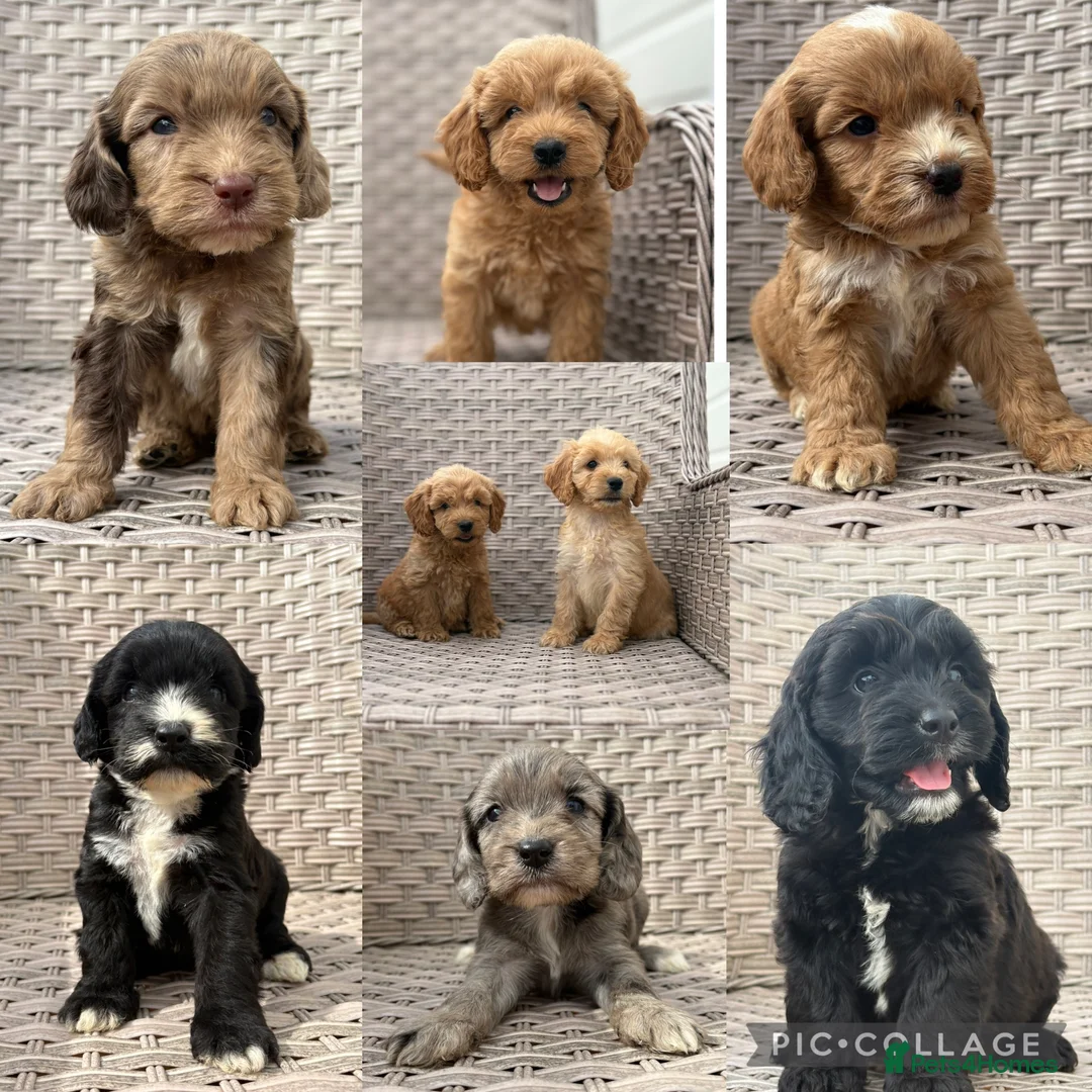 Cockapoo dogs for sale: PRA CLEAR F1 cockapoo puppies - Advert 1