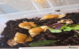 Snails invertebrates for sale: Albino giant African landsnails - Image 2