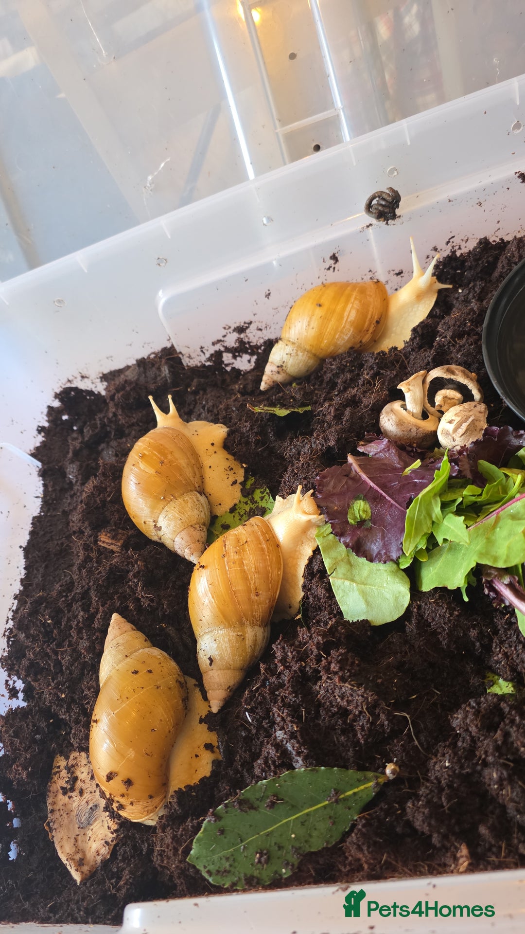 Snails invertebrates for sale: Albino giant African landsnails - Image 2
