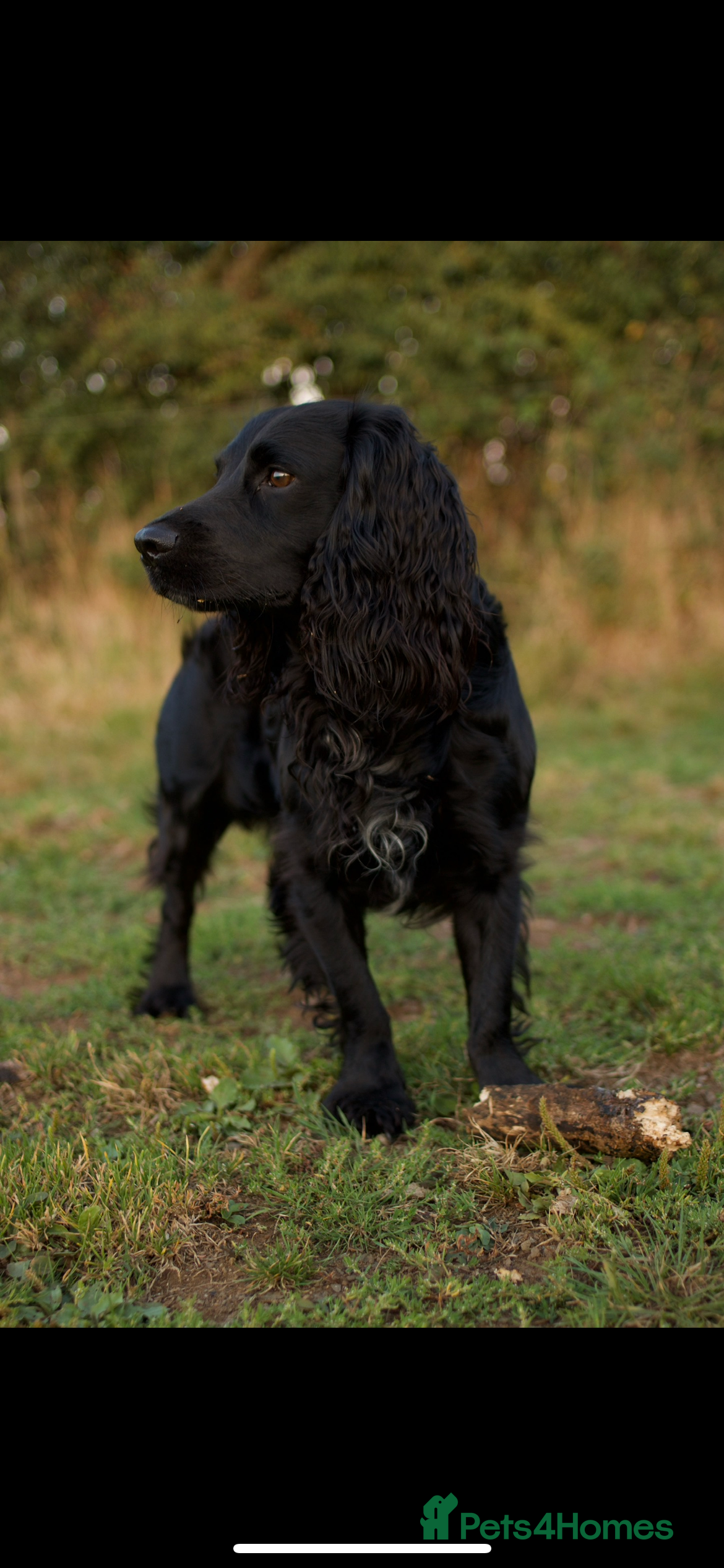 Sprocker dogs Sprocker Stud. Free in Knighton - Advert 3