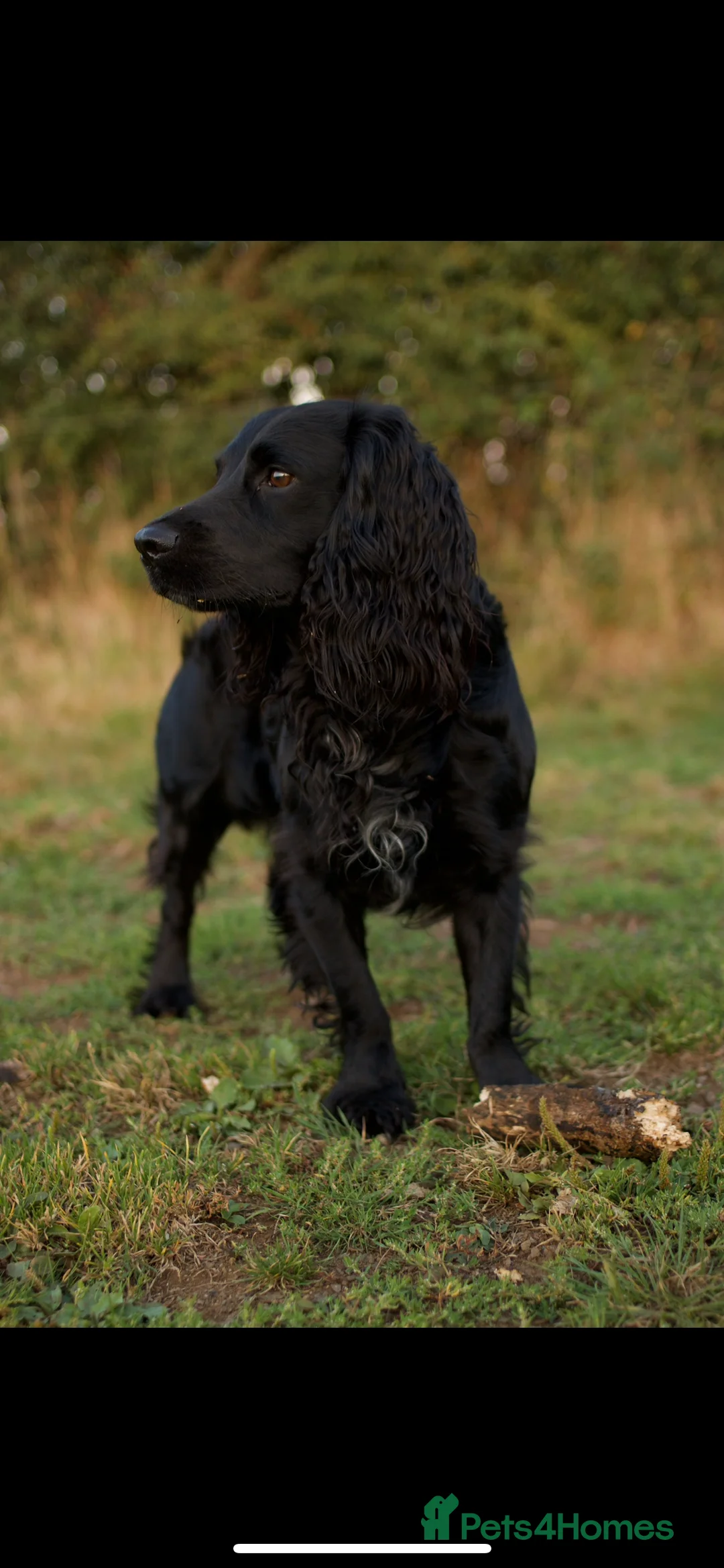 Sprocker dogs for stud: Sprocker Stud. Free in Knighton - Advert 1