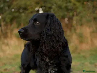 Sprocker dogs Sprocker Stud. Free in Knighton - Advert 3