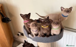 Burmese cats for sale: Stunning Beautiful Burnese  - Advert 9