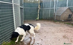 Mixed Breed dogs for adoption: CHLOE - a Lovely mix breed Girl, for a Loving Home - Image 22