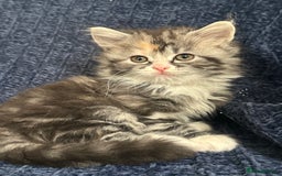 Scottish Fold cats for sale: Gorgeous fluffy Scottish Fold x DSH kittens - Image 25