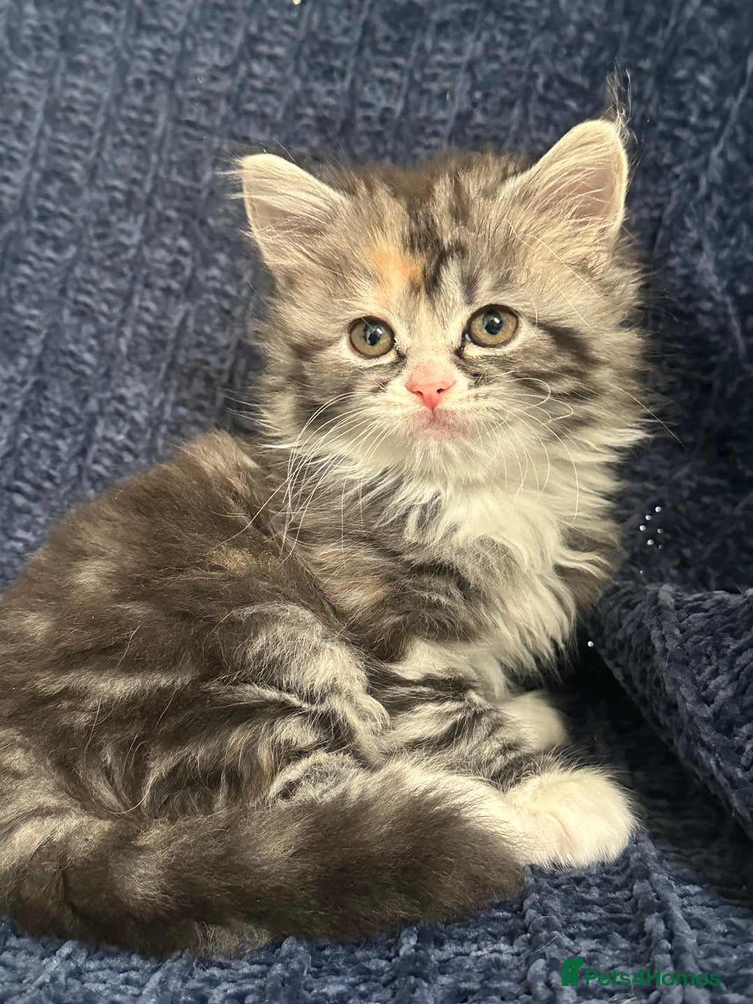 Scottish Fold cats for sale: Gorgeous fluffy Scottish Fold x DSH kittens - Image 25