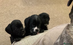 Mixed Breed dogs for sale: Gorgeous Pugapoos ready to leave 07/10/25 - Image 1