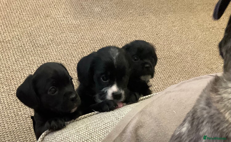 Mixed Breed dogs - Advert 5