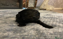Cockapoo dogs for sale: 5 ⭐️ Cockapoo Puppies for 5 ⭐️ homes only - Image 12
