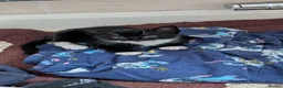 Mixed Breed cats for sale: Male kitten - Advert 4