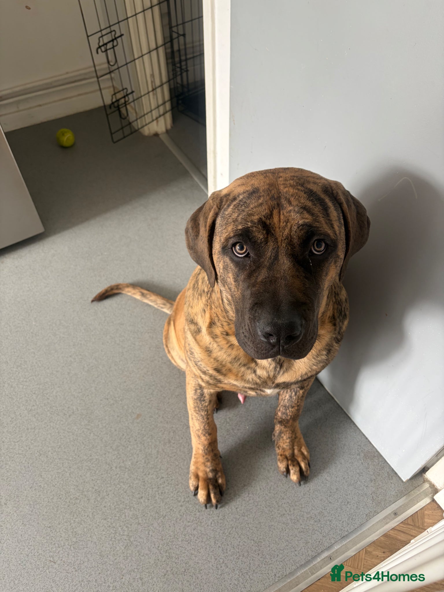 Presa Canario dogs Draco - Advert 6