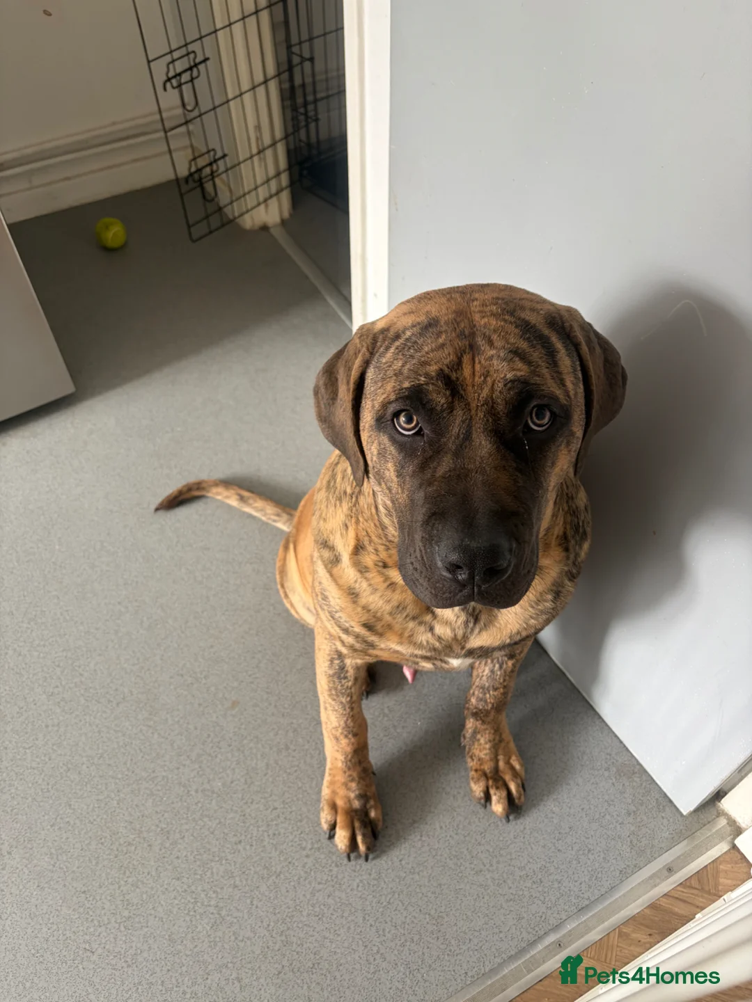 Presa Canario dogs for sale: Draco - Advert 1