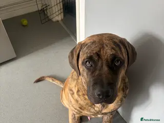 Presa Canario dogs Draco - Advert 6