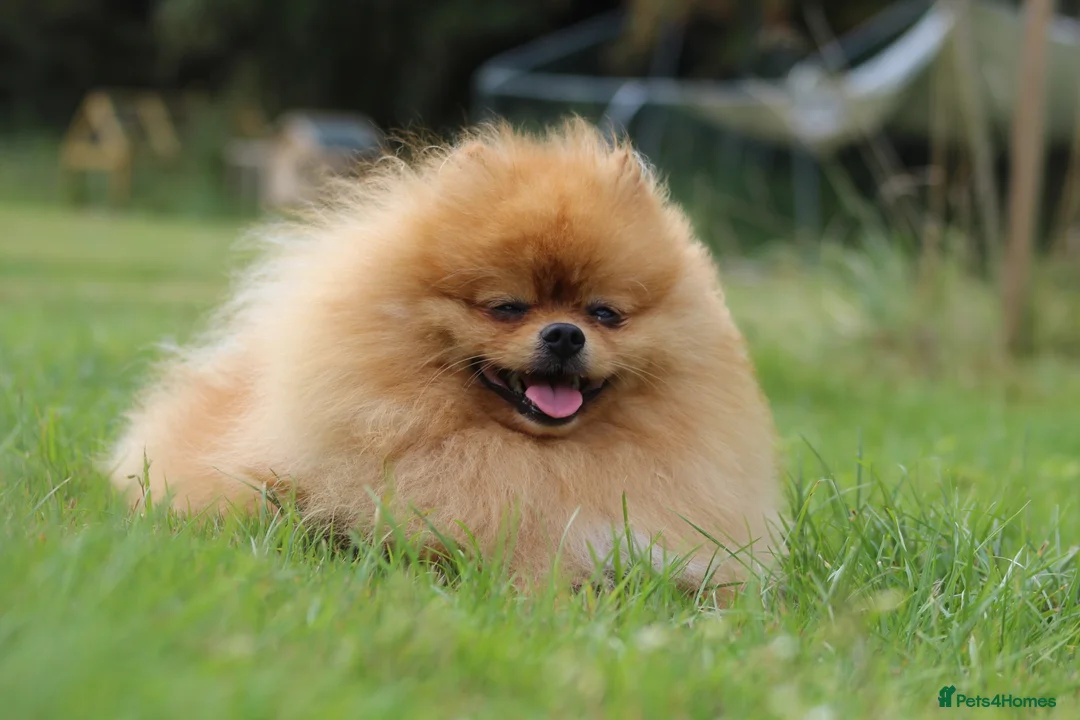 Pomeranian dogs for stud: 🇬🇧 THE LOVE OF PABLO🇬🇧 in London - Advert 5