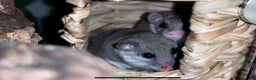 Mixed Breed rodents for sale: 3 African Pygmy Dormice || Micro Squirrels - Advert 1