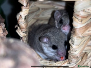 Mixed Breed rodents 3 African Pygmy Dormice || Micro Squirrels - Advert 3