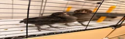 Chickens poultry for sale: 🐣 [Show-Quality & Healthy Chicks for Sale]  - Advert 5
