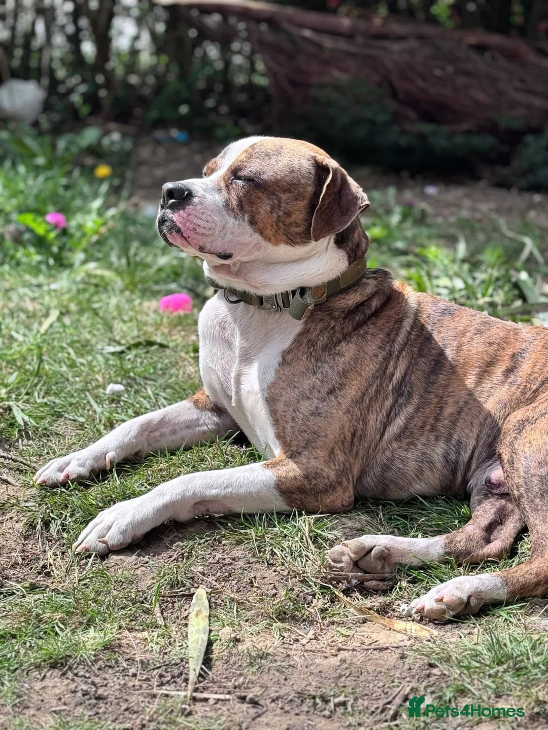 Mixed Breed dogs for sale: Boxer X Staff - Advert 3