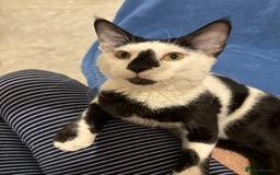 Arabian Mau cats for sale: Meet beautiful Tuxie ❤️ - Image 1