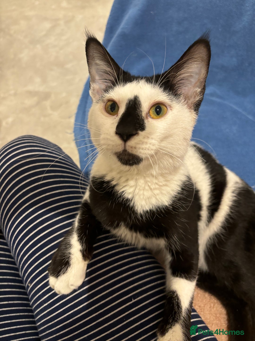 Arabian Mau cats for sale: Meet beautiful Tuxie ❤️ - Image 1