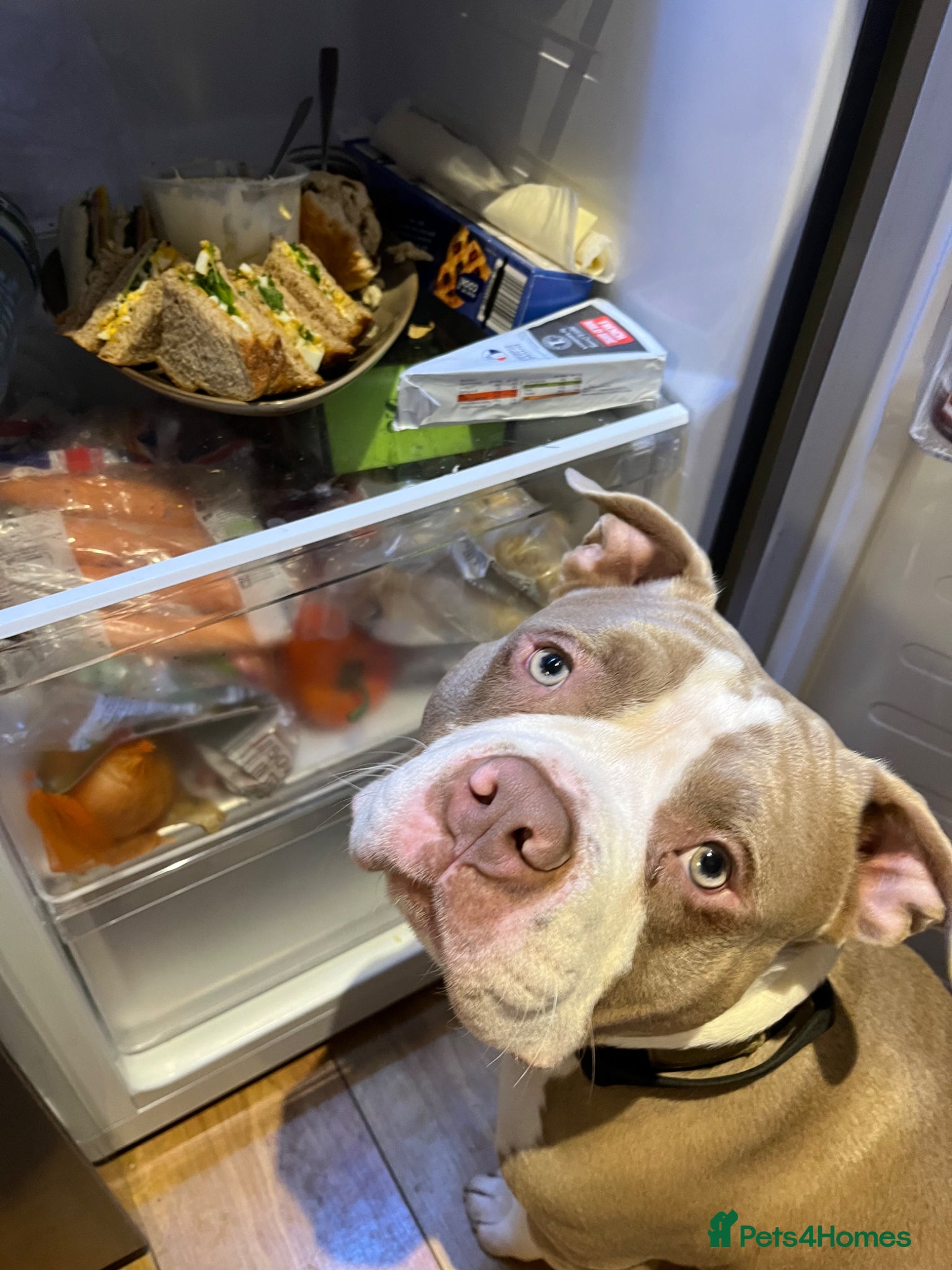 American Bully dogs Nigel the pocket bully - Advert 15