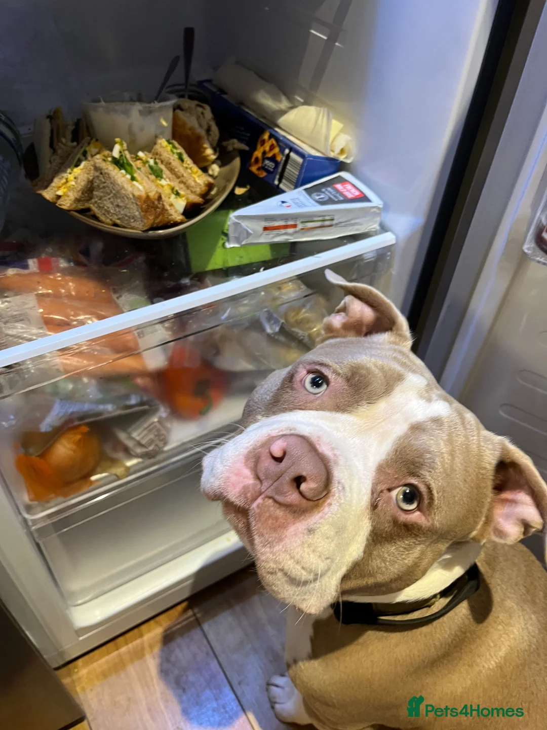 American Bully dogs for sale: Nigel the pocket bully - Advert 1