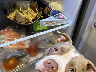 American Bully dogs Nigel the pocket bully - Advert 14