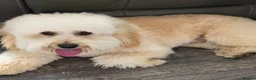 Mixed Breed dogs for sale: Charley  - Advert 1