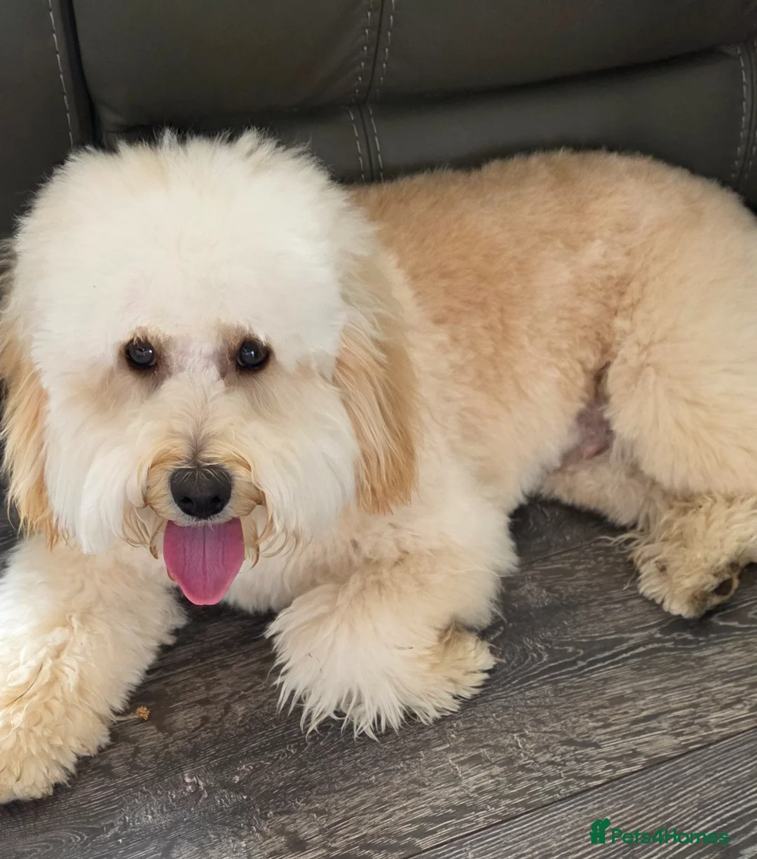 Mixed Breed dogs for sale: Charley  - Advert 1