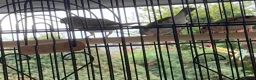 Finches birds for sale: 6 Young Zebra Finches - Advert 4
