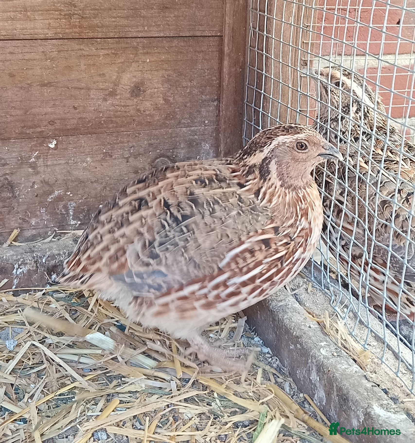 Quail poultry Quail - Advert 2