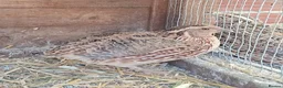 Quail poultry for sale: Quail in Norwich - Advert 1