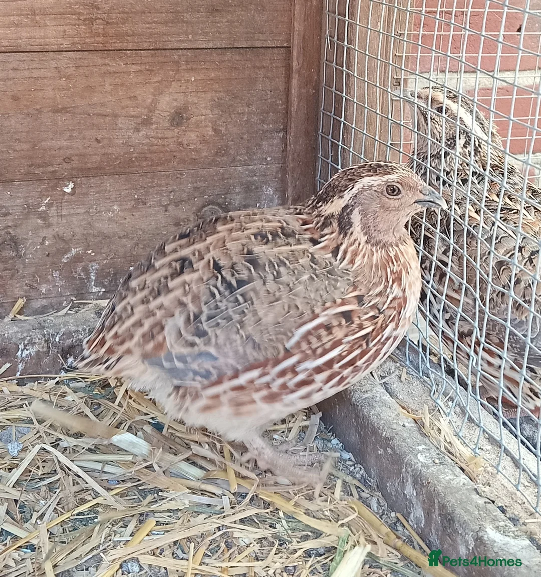 Quail poultry for sale: Quail in Norwich - Advert 1
