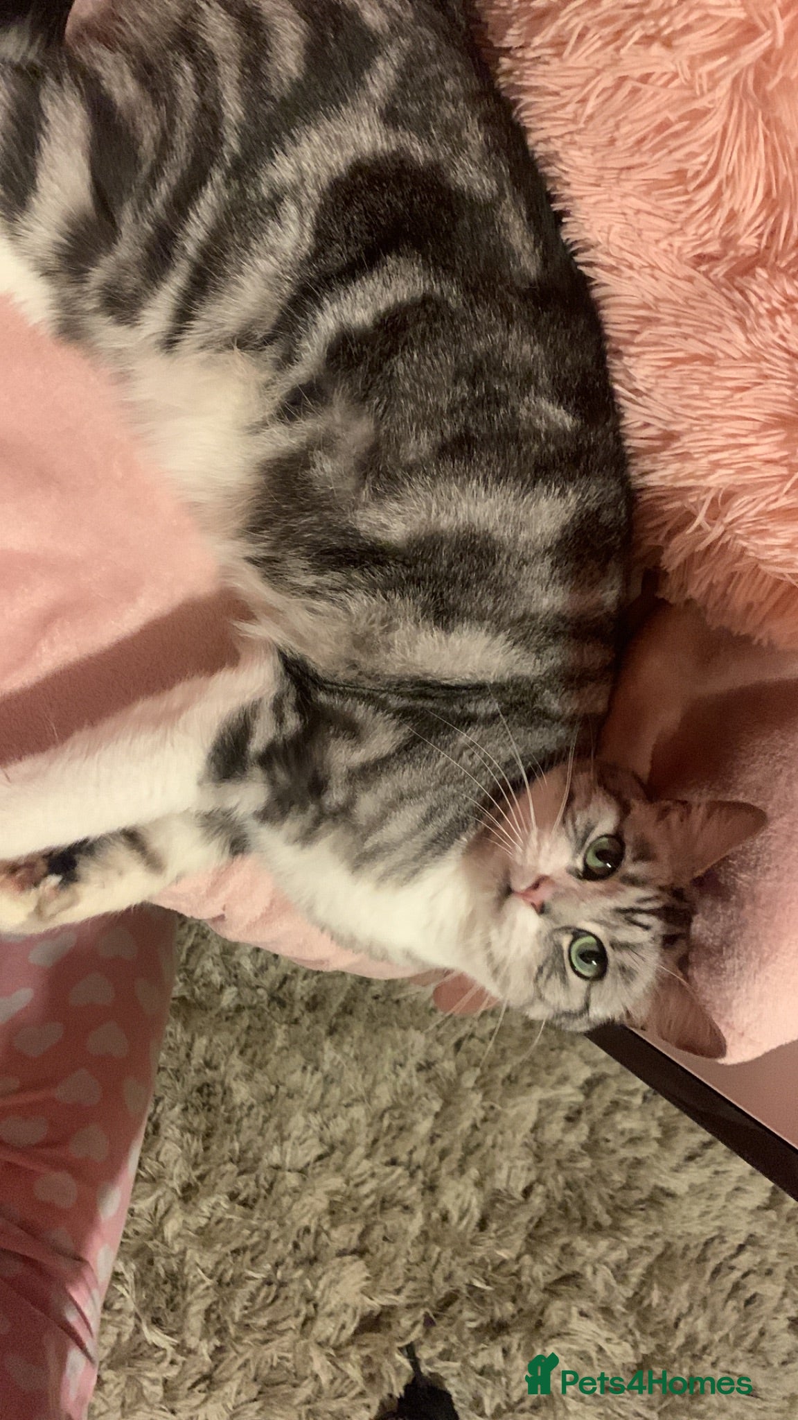 Maine Coon cats BEAUTIFUL MAINE COON MIX KITTENS - Ready now - Advert 3