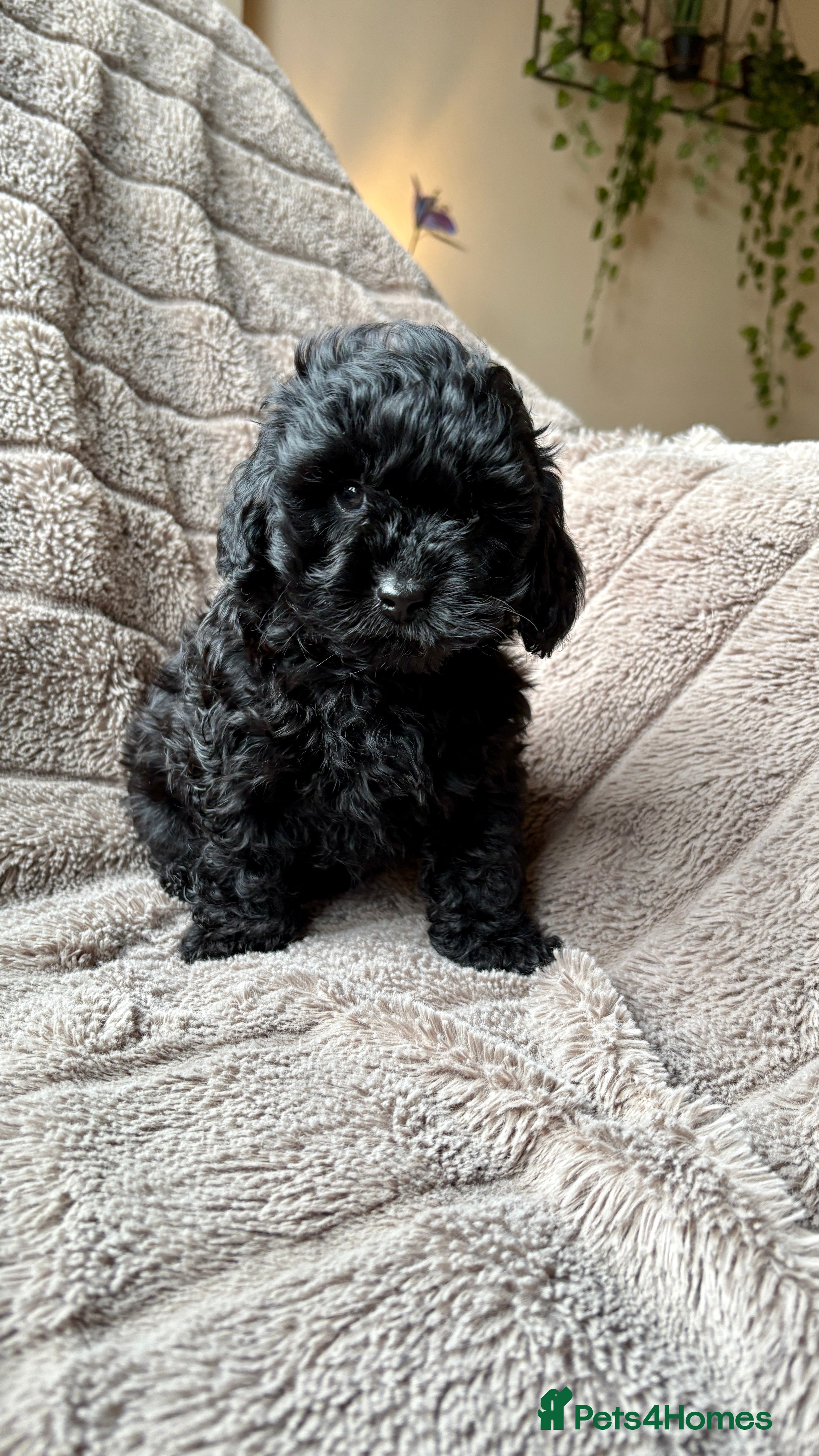 Lhasapoo dogs ***2 stunning lhasapoos ready this week*** - Advert 1
