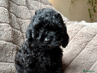 Lhasapoo dogs ***2 stunning lhasapoos ready this week*** - Advert 3