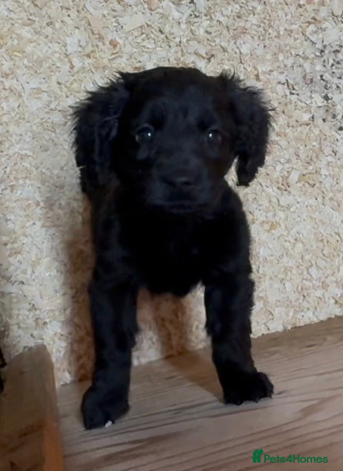 Cockapoo dogs Cockapoo puppies  - Advert 14