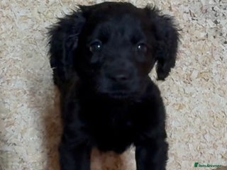 Cockapoo dogs Cockapoo puppies - Advert 18