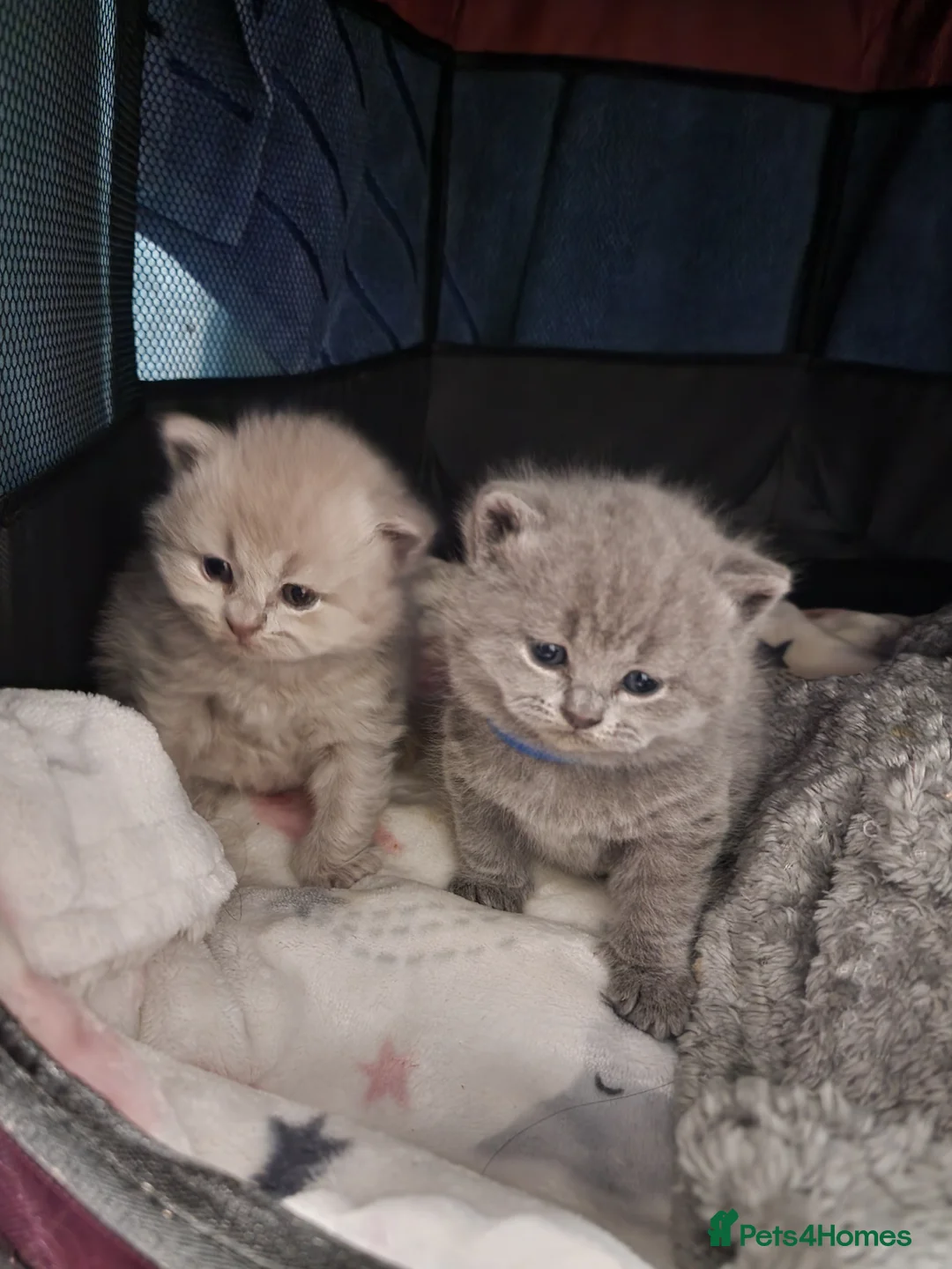 British Shorthair cats for stud: GCCF Active BLUE BOY for stud 💙 in Bexleyheath - Advert 10