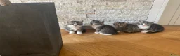 Mixed Breed cats for sale: Five beautiful kittens looking to find a new house - Advert 3