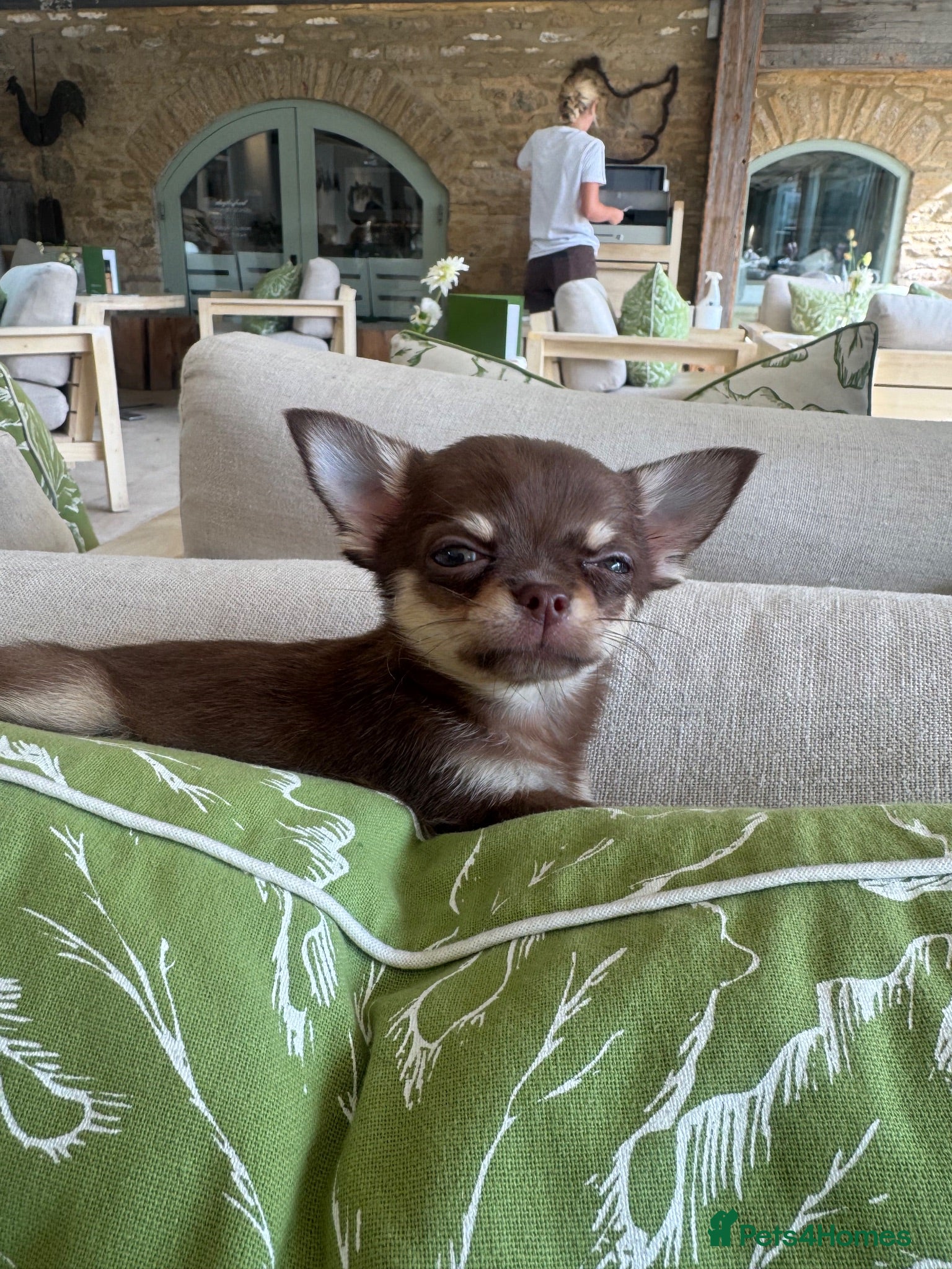 Chihuahua dogs Chocolate and tan short hair chihuahua  - Advert 1