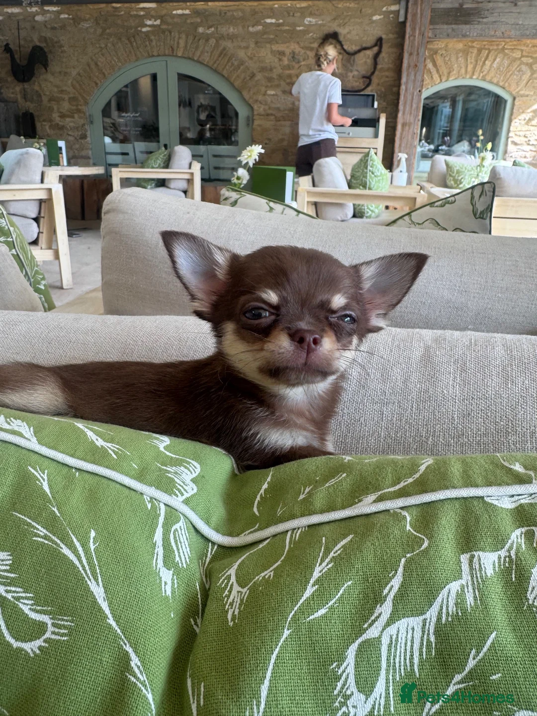 Chihuahua dogs for sale: Quality Chocolate and tan  **  girl   in Hitchin - Advert 1