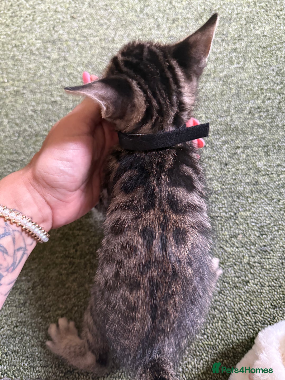 Bengal cats for sale: X Bengal Kittens x5 available   - Image 15