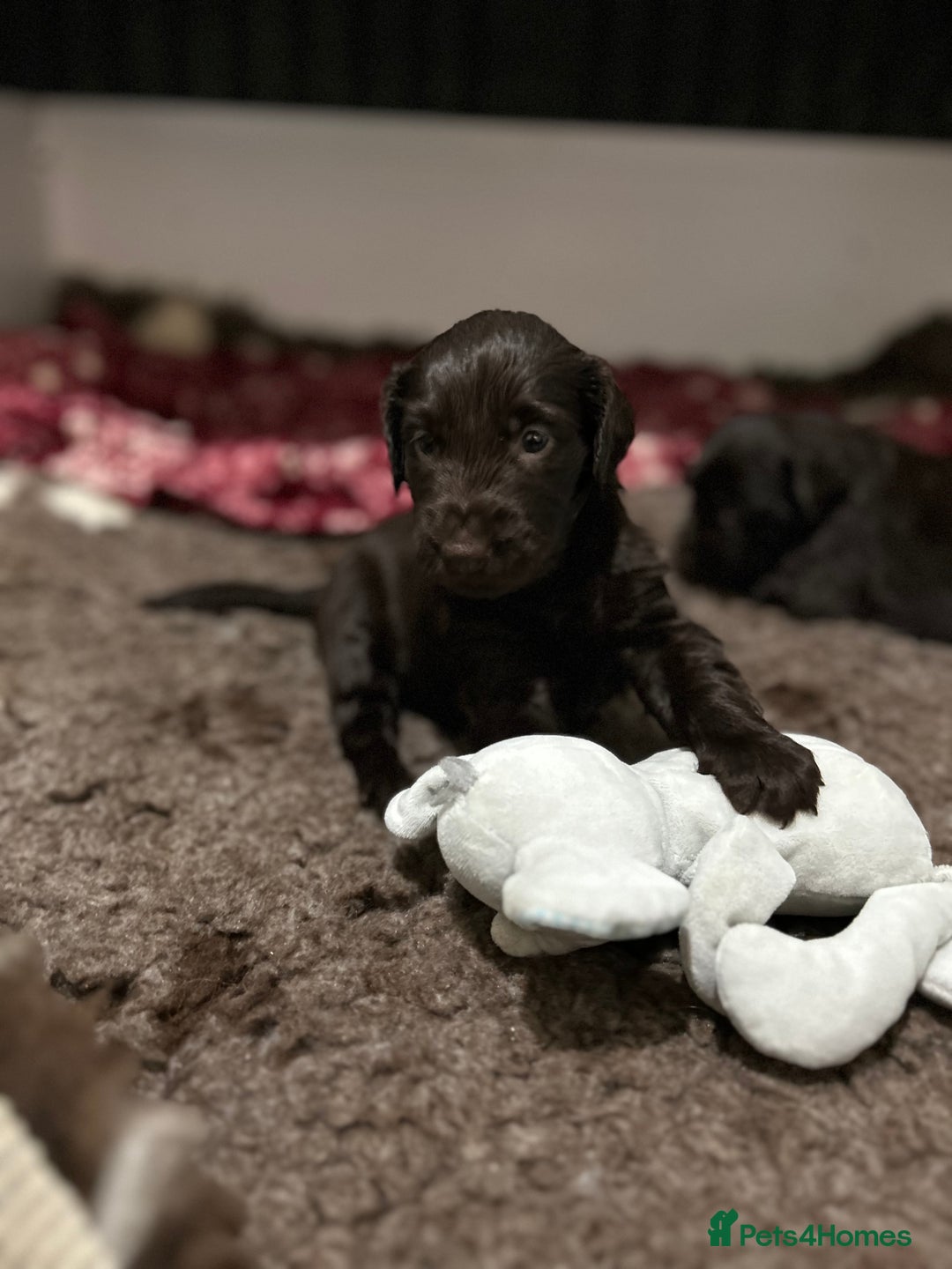 Flat coated Retriever dogs for sale: Beautiful litter of liver flatcoat puppies  - Advert 2
