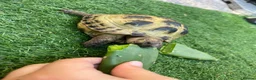 Tortoise reptiles for sale: Horsfield Tortoise - Advert 4