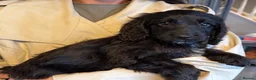 Cockapoo dogs for sale: 5 Cockapoo puppies ready now - Advert 3