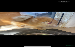 Pomeranian dogs for sale: Teacup Pomeranians Puppies  - Image 6