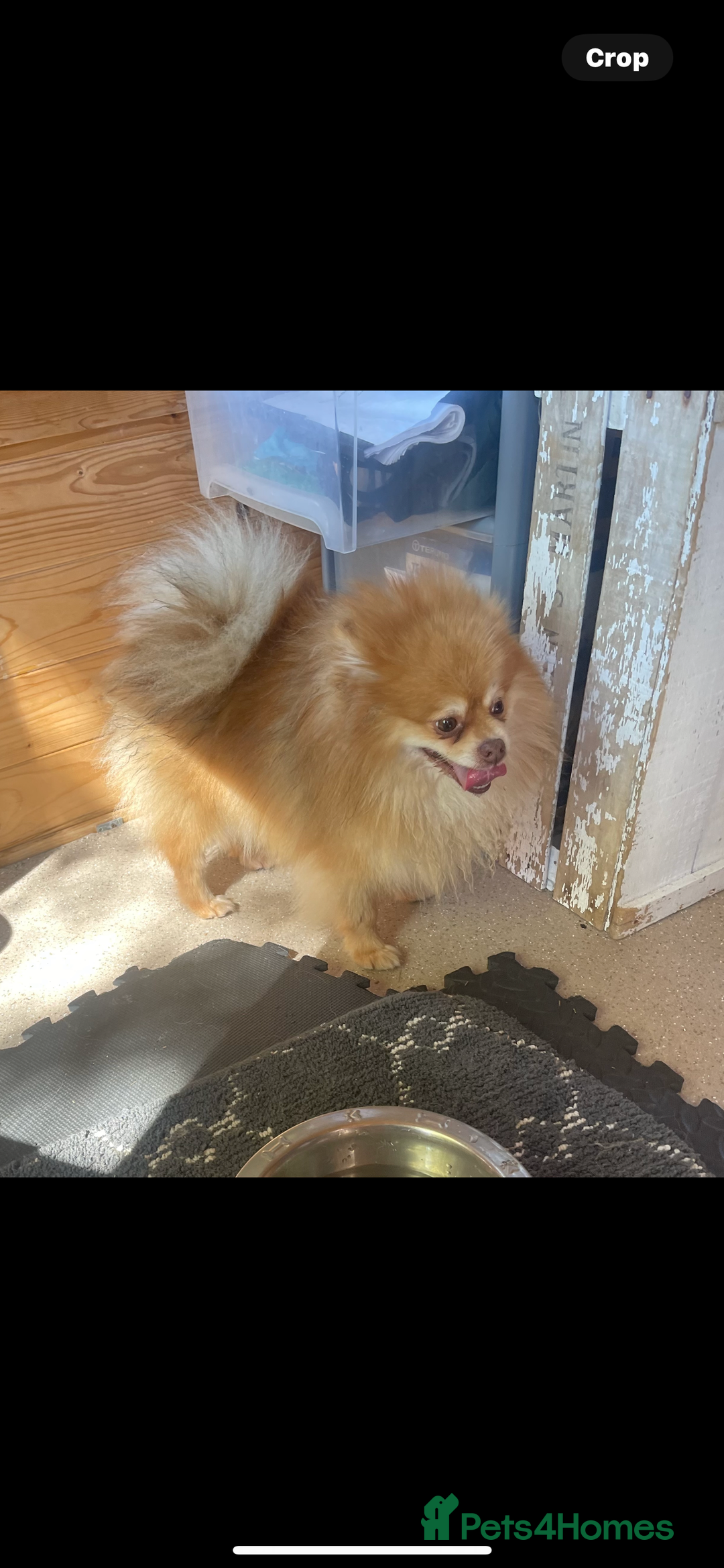Pomeranian dogs for sale: Teacup Pomeranians Puppies  - Image 6