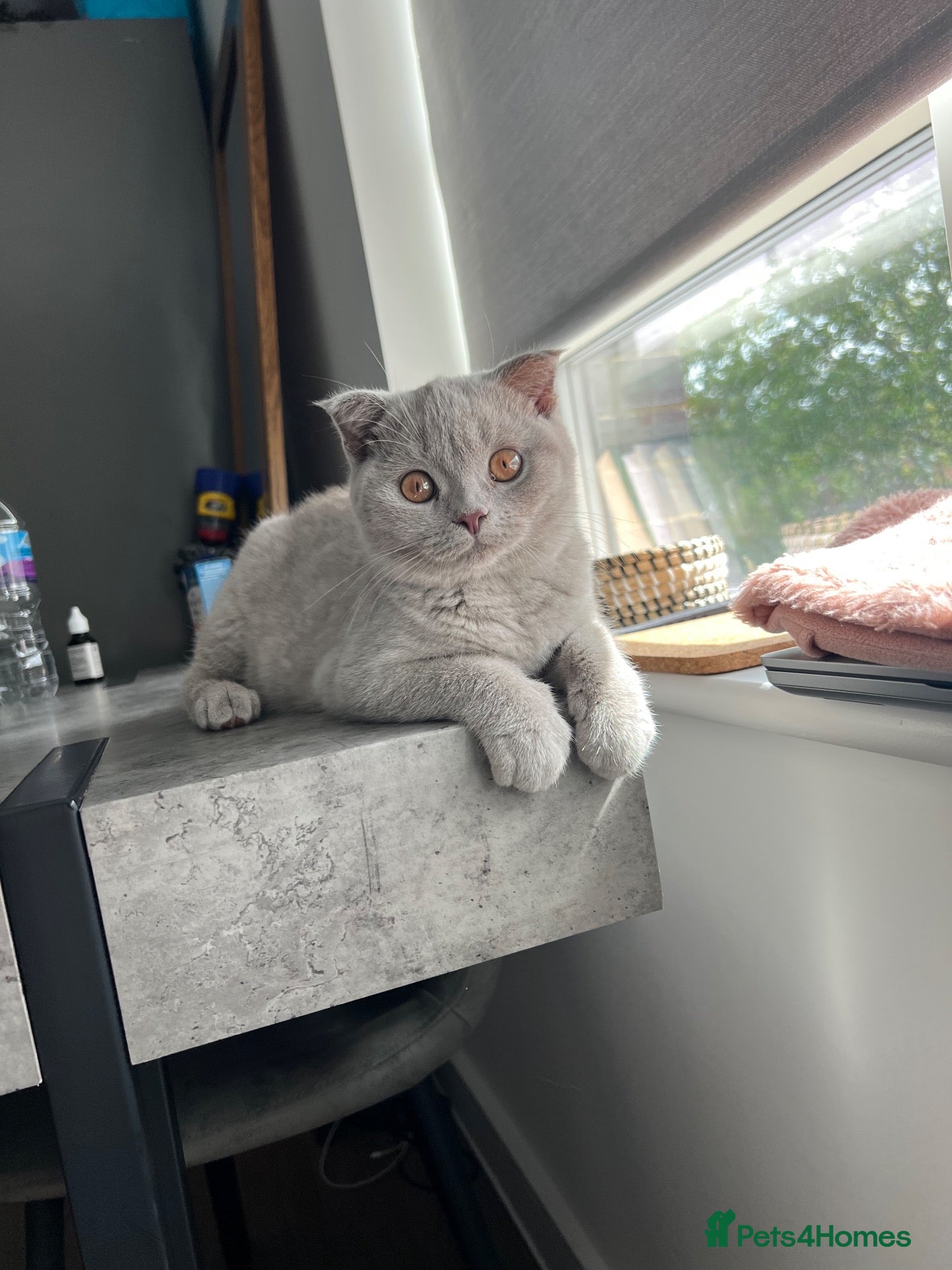 Scottish Fold cats Scottish Fold/ British Shorthair  - Advert 5