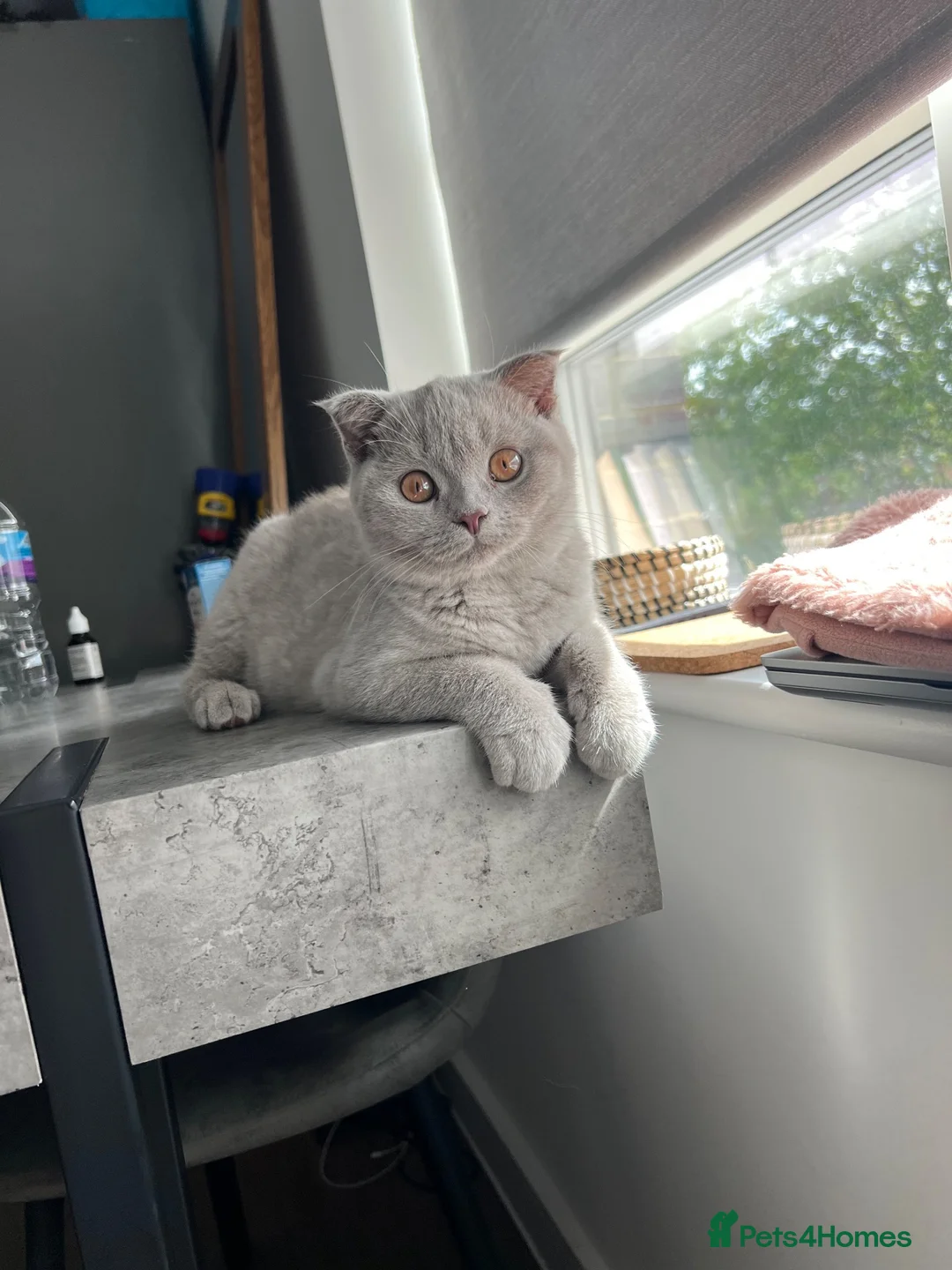 Scottish Fold cats for sale: Scottish Fold/ British Shorthair  - Advert 1